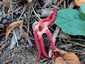 Tintahalgomba (Clathrus archeri), Őrség